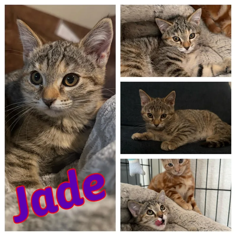 Jade thumbnail 2