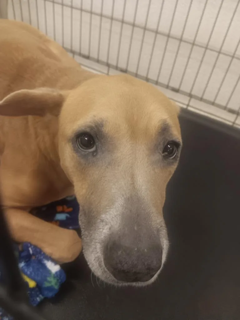 A senior medium-sized female Pit Bull Terrier dog named Echo for adoption in Elizabethton, TN