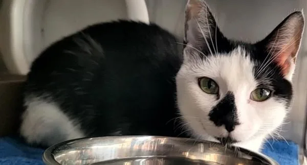 A young medium-sized female Domestic Short Hair cat named Saber Tooth Tiger for adoption in Staten Island, NY