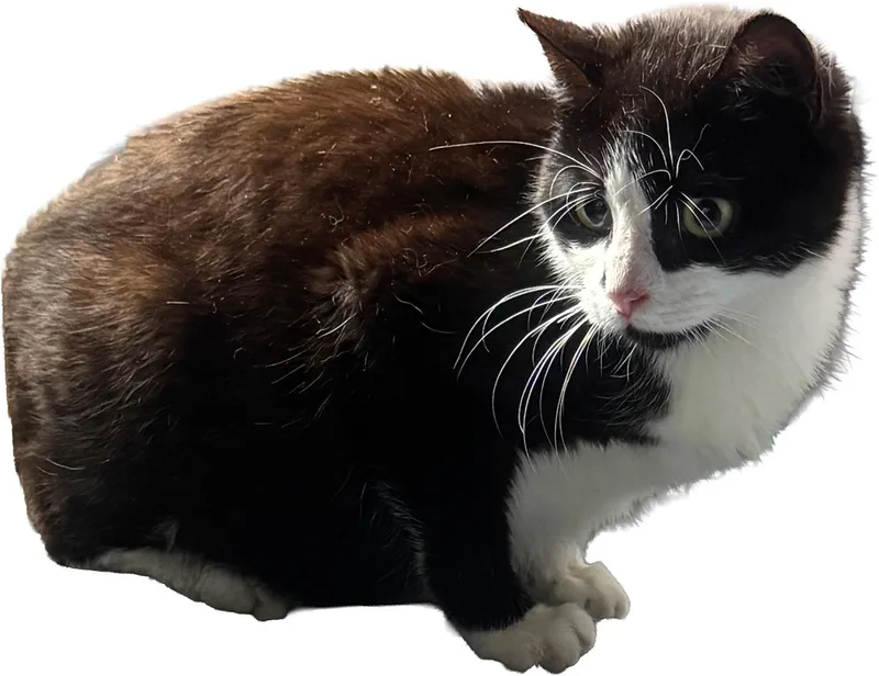 Early Bird thumbnail 2