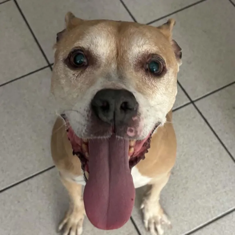 A senior medium-sized female Yellow / Tan / Blond / Fawn Pit Bull Terrier dog named Stella for adoption in Peotone, IL