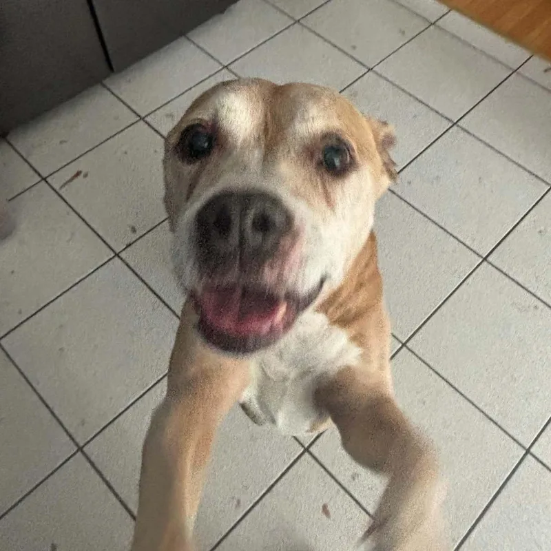 Stella thumbnail 5