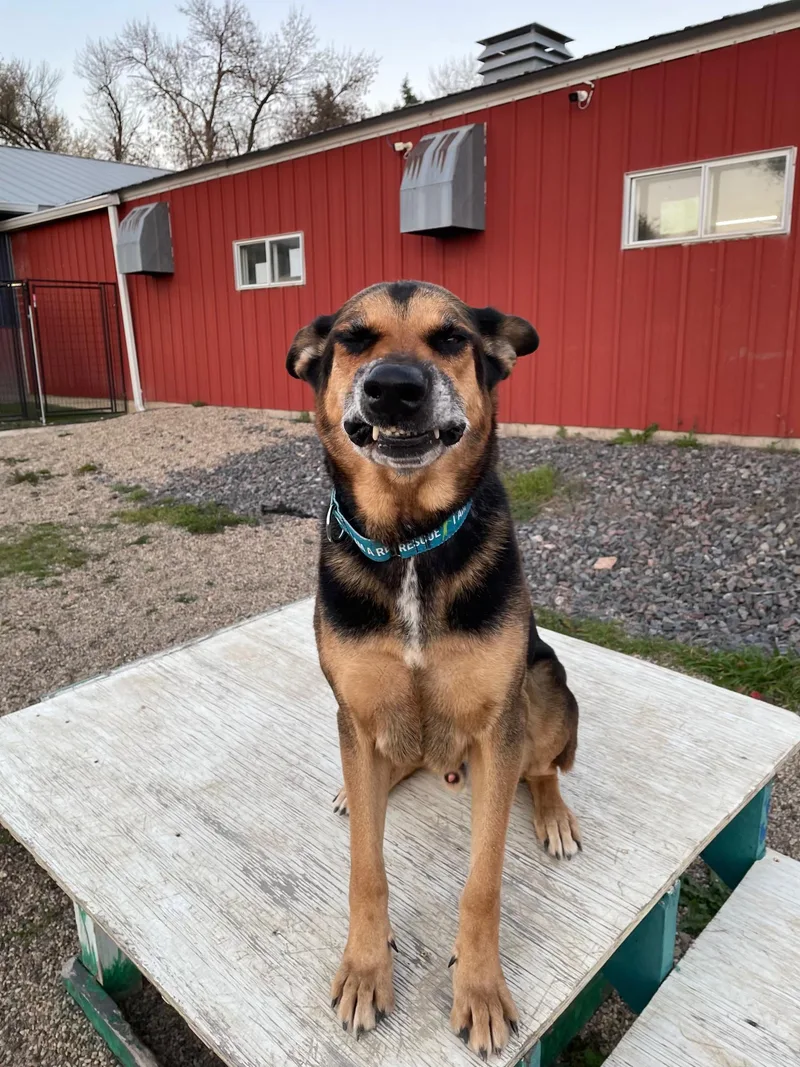 An adult large-sized male German Shepherd Dog dog named Deaco for adoption in Hutchinson, MN