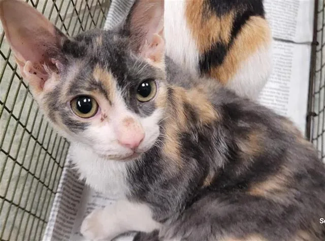 A baby small-sized female Domestic Short Hair cat named Ginny for adoption in San Antonio, TX