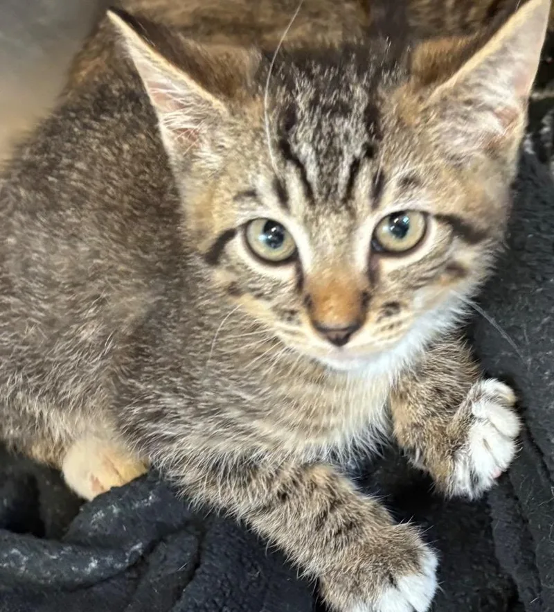 A baby small-sized female Domestic Short Hair cat named Cassie for adoption in Elizabethton, TN