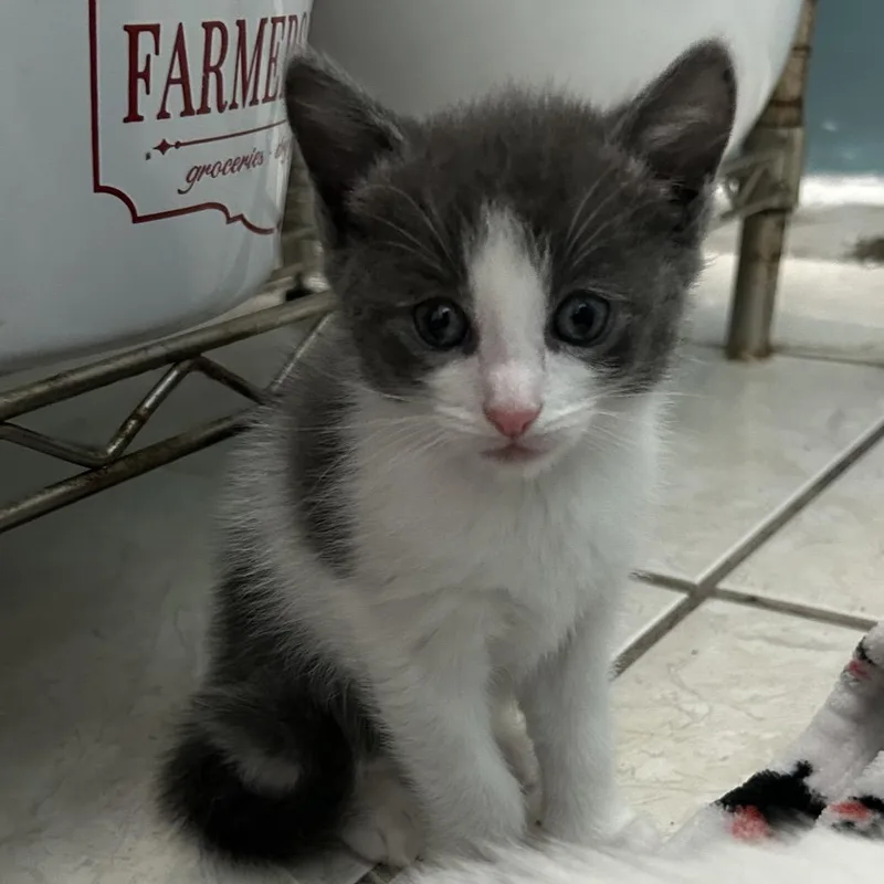 A baby small-sized female Gray / Blue / Silver Domestic Short Hair cat named Rose for adoption in Long Beach, CA