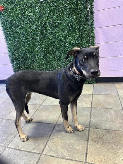 A young medium-sized female Black Mixed Breed dog named 61658843 for adoption in El Paso, TX