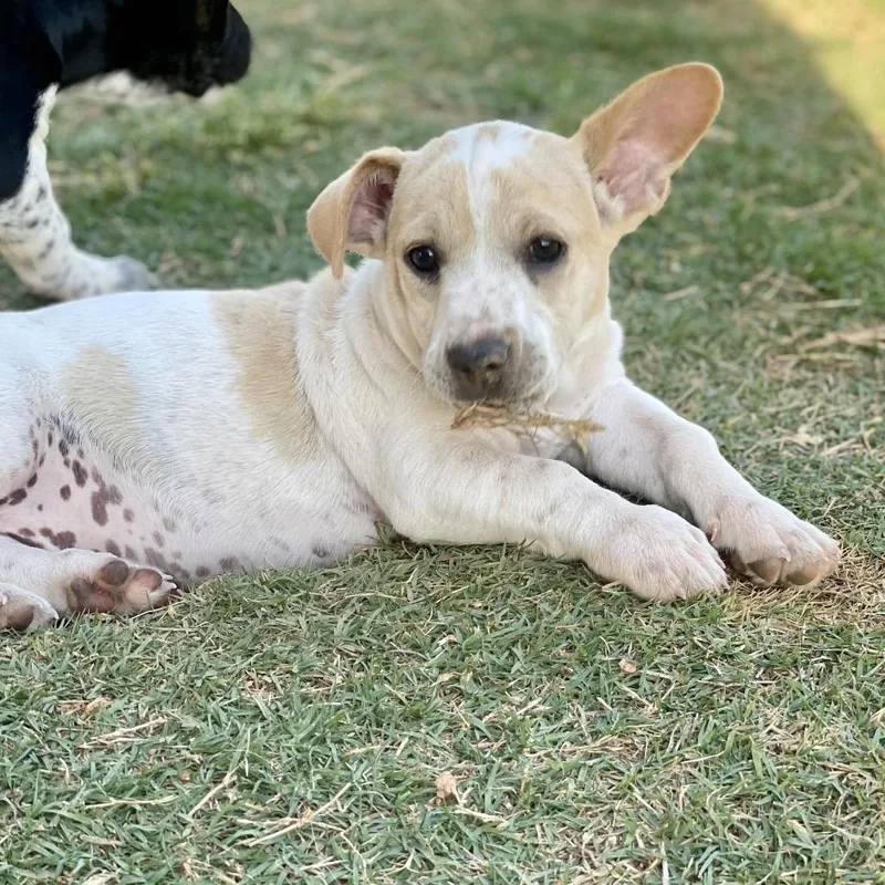 Sherlock thumbnail 2