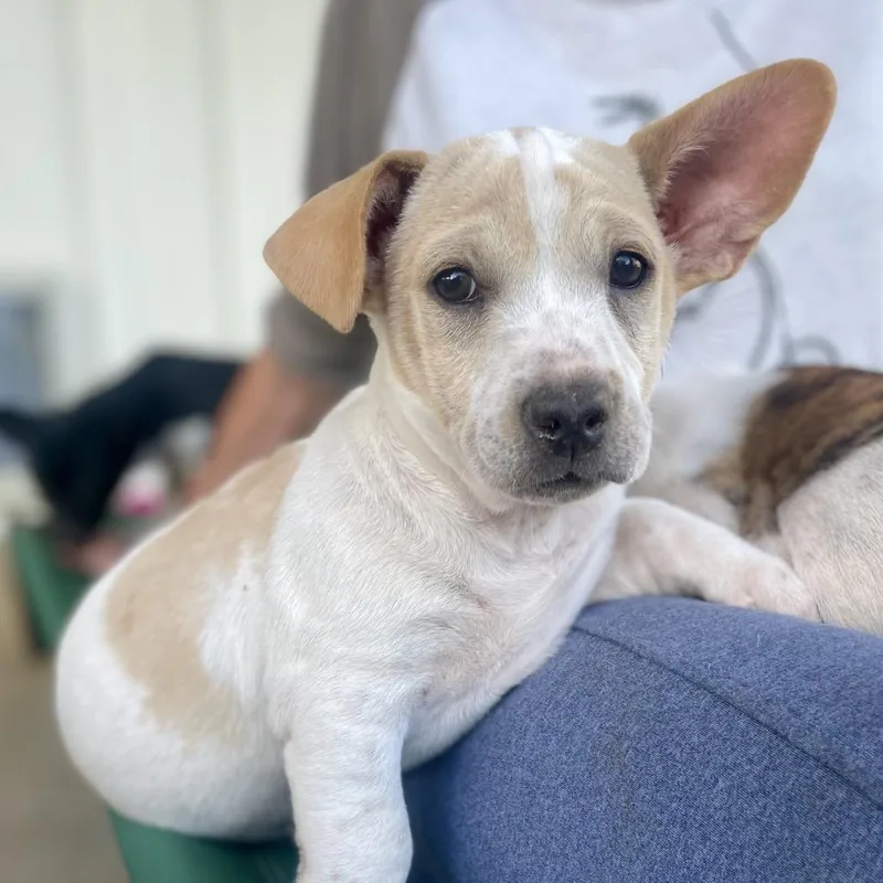 Sherlock thumbnail 3