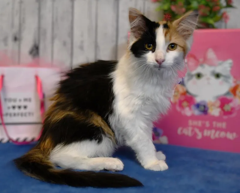 A baby small-sized female Domestic Long Hair cat named Heather for adoption in Roanoke, TX