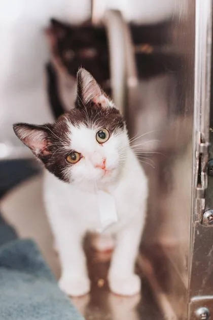 A baby small-sized male Domestic Short Hair cat named B King for adoption in North Charleston, SC
