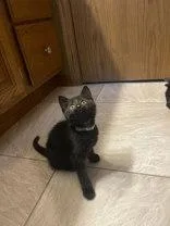 A young medium-sized female Black Domestic Short Hair cat named Noodle for adoption in Manitowoc, WI