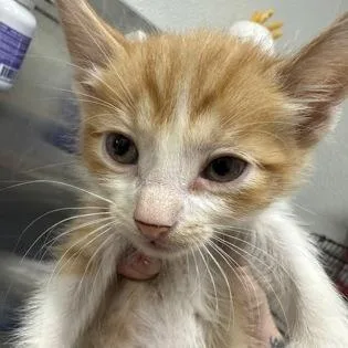 A baby small-sized male Orange / Red Domestic Short Hair cat named Creamsicle for adoption in Midland, TX