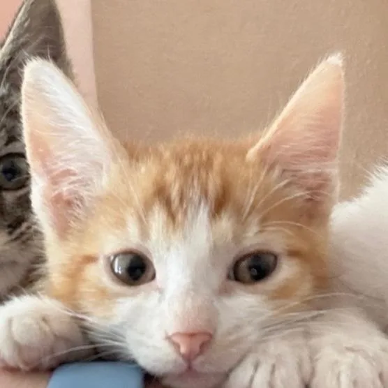 Creamsicle thumbnail 2