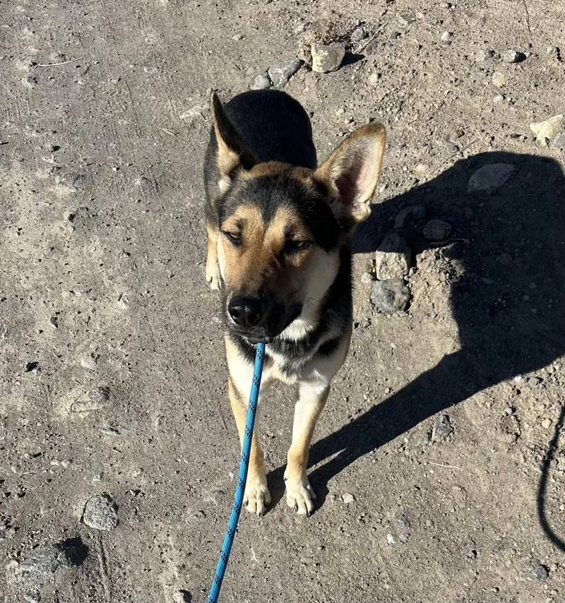 A young medium-sized male German Shepherd Dog dog named Finn for adoption in Stagecoach, NV