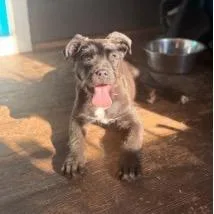 A young medium-sized male Black Mixed Breed dog named Cooler for adoption in Jersey City, NJ