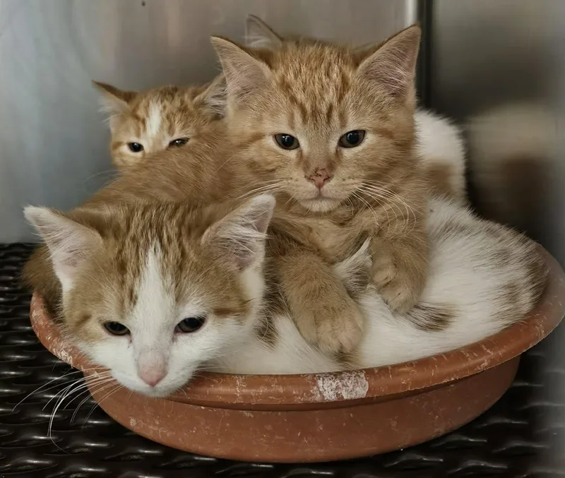 A young medium-sized male Orange & White Domestic Short Hair cat named Crush for adoption in Merrillville, IN
