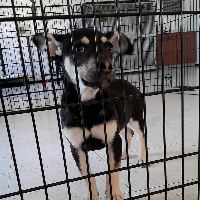 A baby small-sized female Black Labrador Retriever dog named Susie for adoption in Douglas, AZ