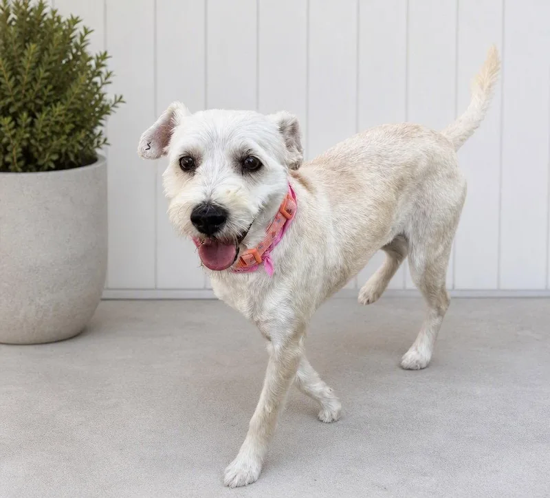 A young small-sized female Poodle dog named Reba for adoption in Orange, CA