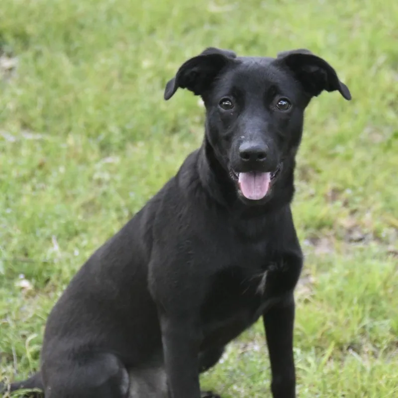 A young small-sized female Black Terrier dog named Sherry for adoption in Natchez, MS