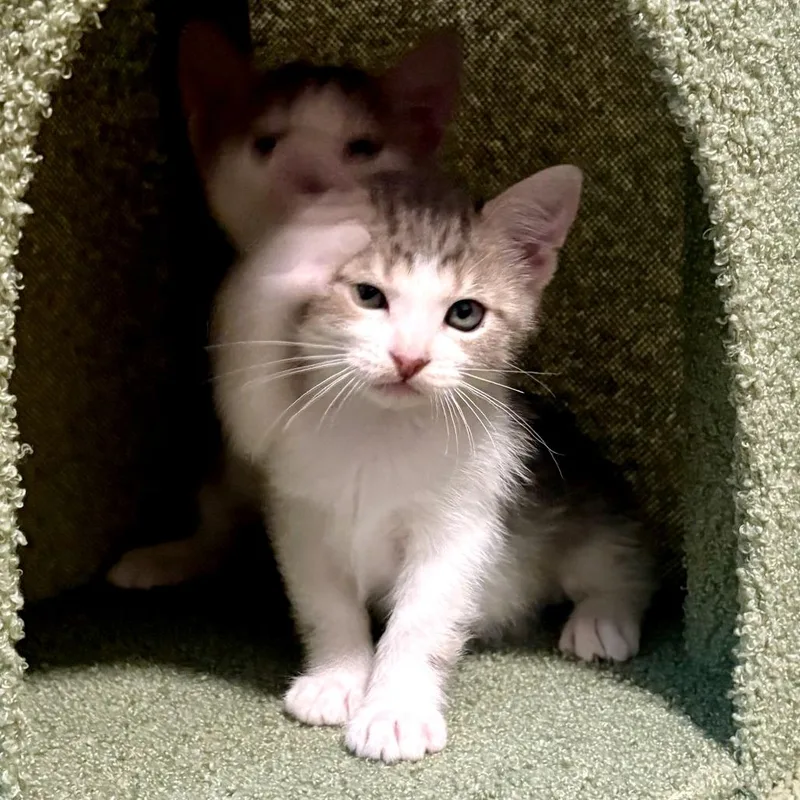 A baby small-sized female Brown / Chocolate Domestic Short Hair cat named Jordan Almond for adoption in Austin, TX