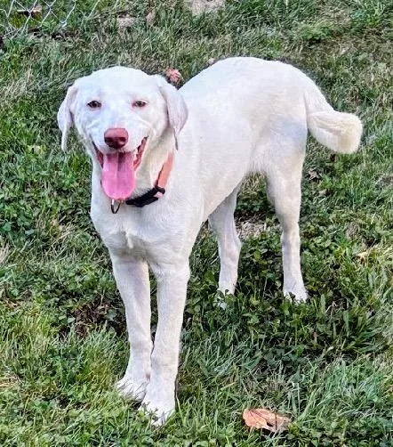 A baby medium-sized female White / Cream Labrador Retriever dog named Peaches for adoption in Scottsburg, IN