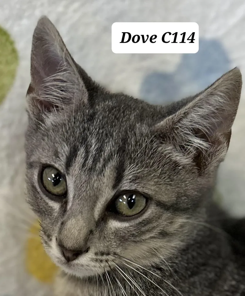 A young small-sized female Tabby (Gray / Blue / Silver) Domestic Short Hair cat named Dove C for adoption in Morganton, NC