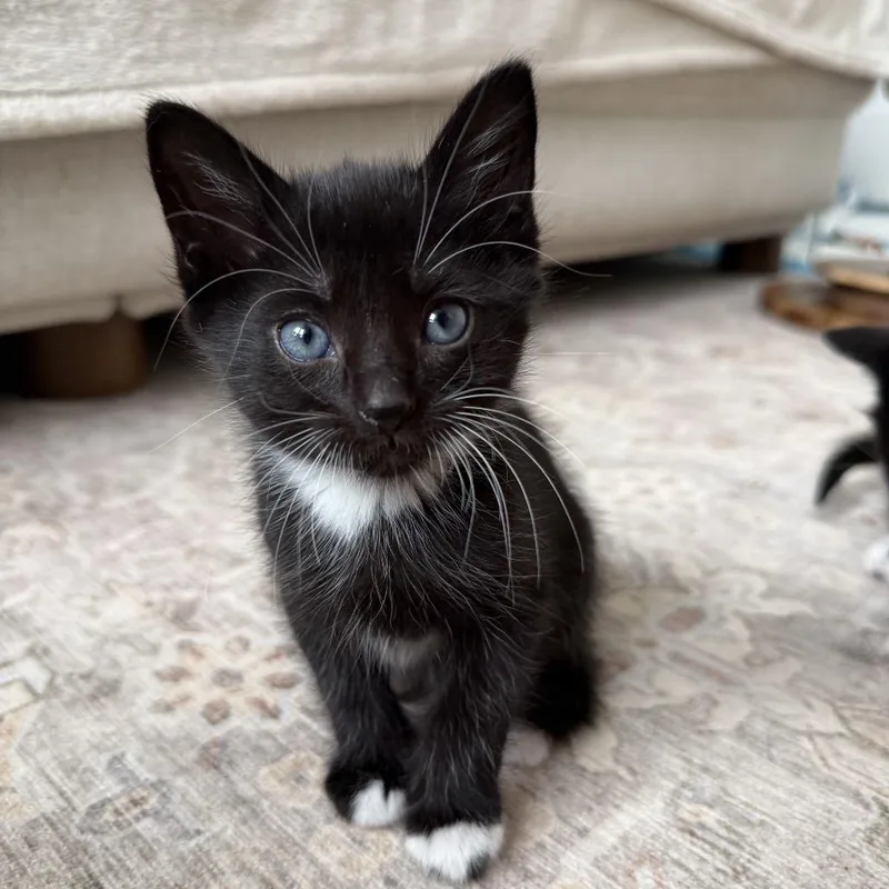 A baby small-sized female Black Domestic Short Hair cat named Sneezy for adoption in North Branford, CT