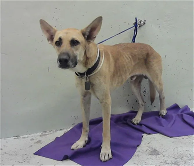 An adult large-sized male German Shepherd Dog dog named Jack for adoption in Houston, TX
