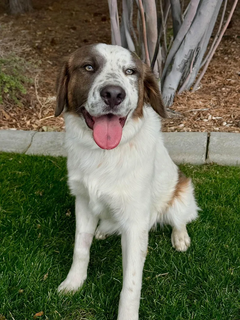 A young medium-sized male Australian Cattle Dog / Blue Heeler dog named Miquel for adoption in Gardnerville, NV