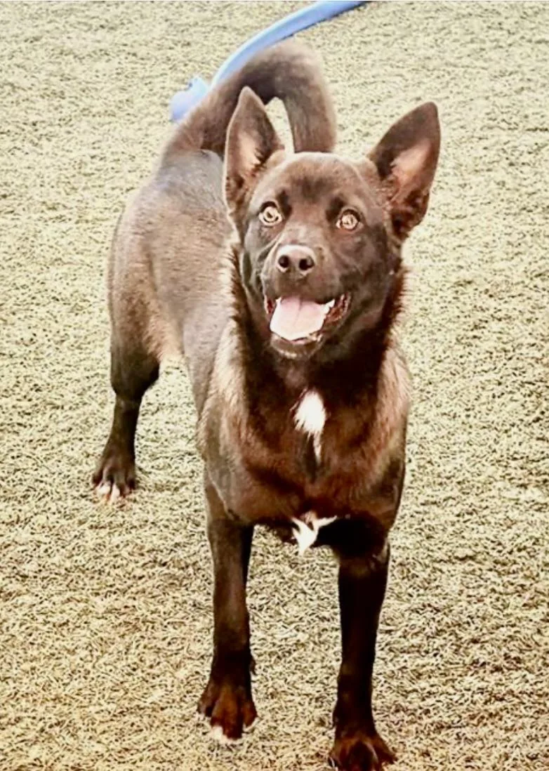 A baby small-sized female Australian Kelpie dog named Lumi for adoption in Salinas, CA