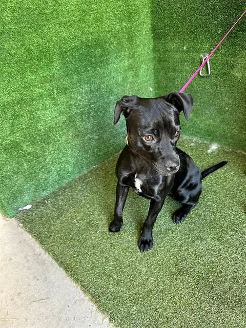 A young small-sized female Boston Terrier dog named Gustava for adoption in Lancaster, CA