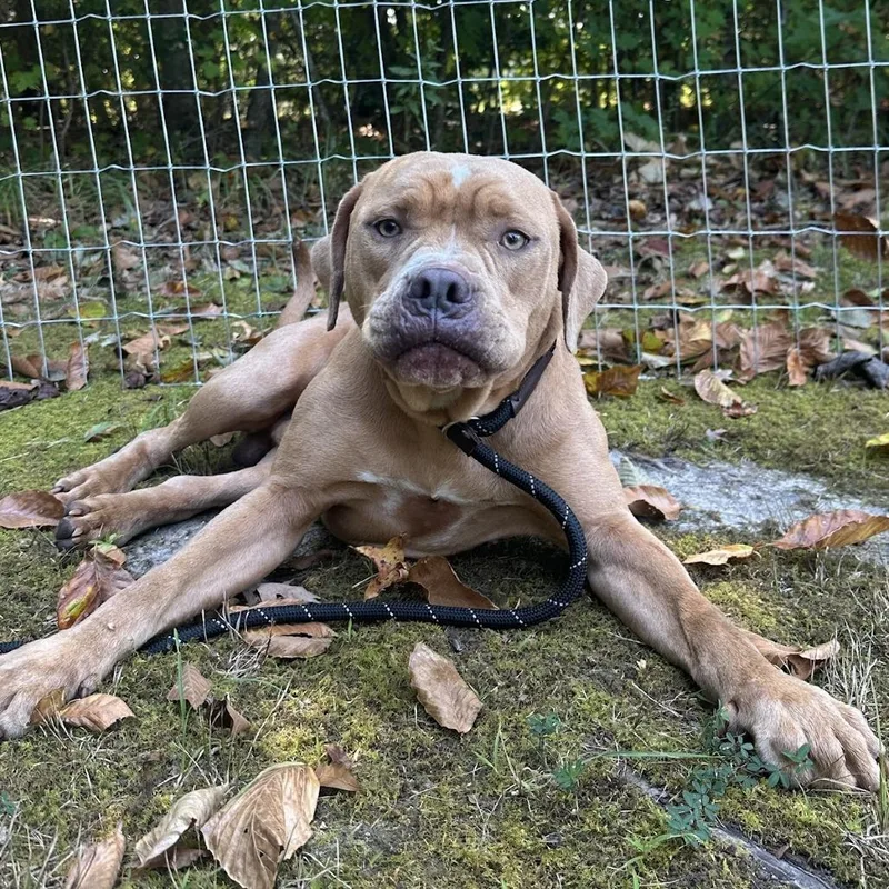 A young medium-sized male Yellow / Tan / Blond / Fawn Mixed Breed dog named Oogie Boogie for adoption in Fredericksburg, VA