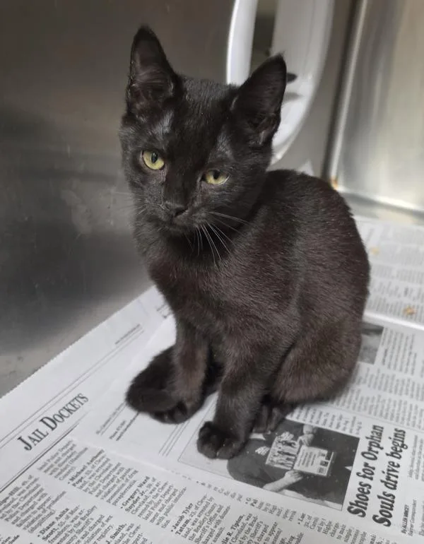 A baby small-sized female Domestic Short Hair cat named Espresso for adoption in Cleveland, TN