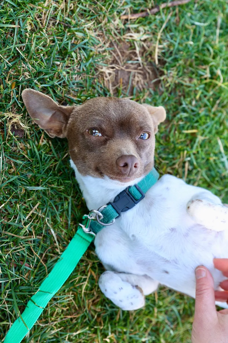 A young small-sized male Chihuahua dog named Rocco for adoption in Gainesville, VA