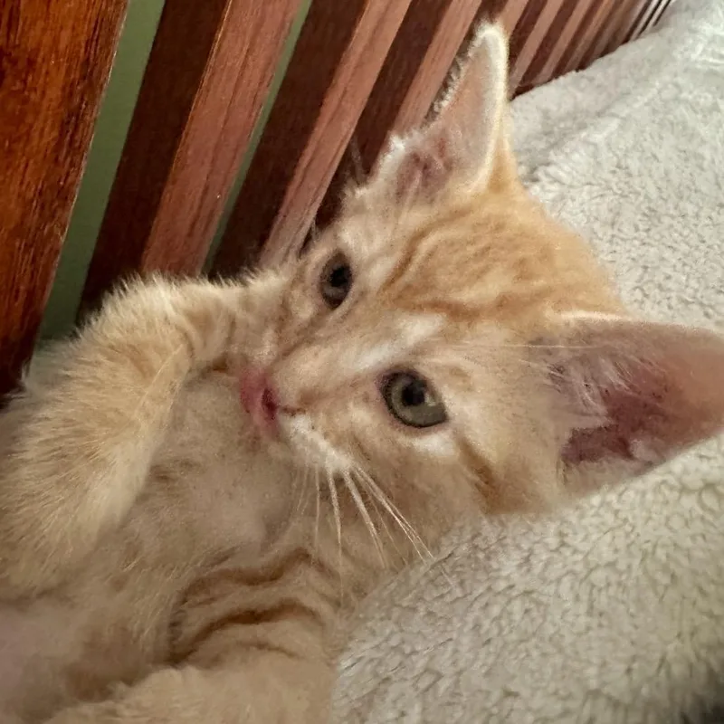 Cheddar Cheese thumbnail 3