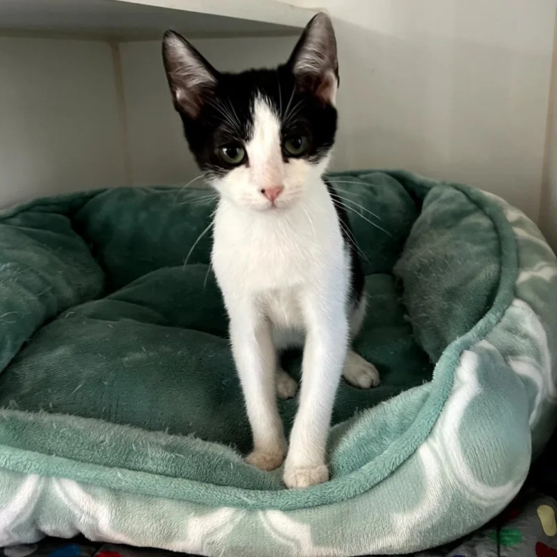 A baby small-sized male White American Shorthair cat named Breazy for adoption in Kyle, TX