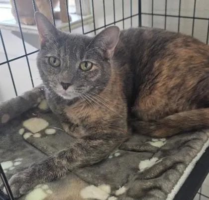 An adult medium-sized female Domestic Short Hair cat named Kiki for adoption in Clinton, MO