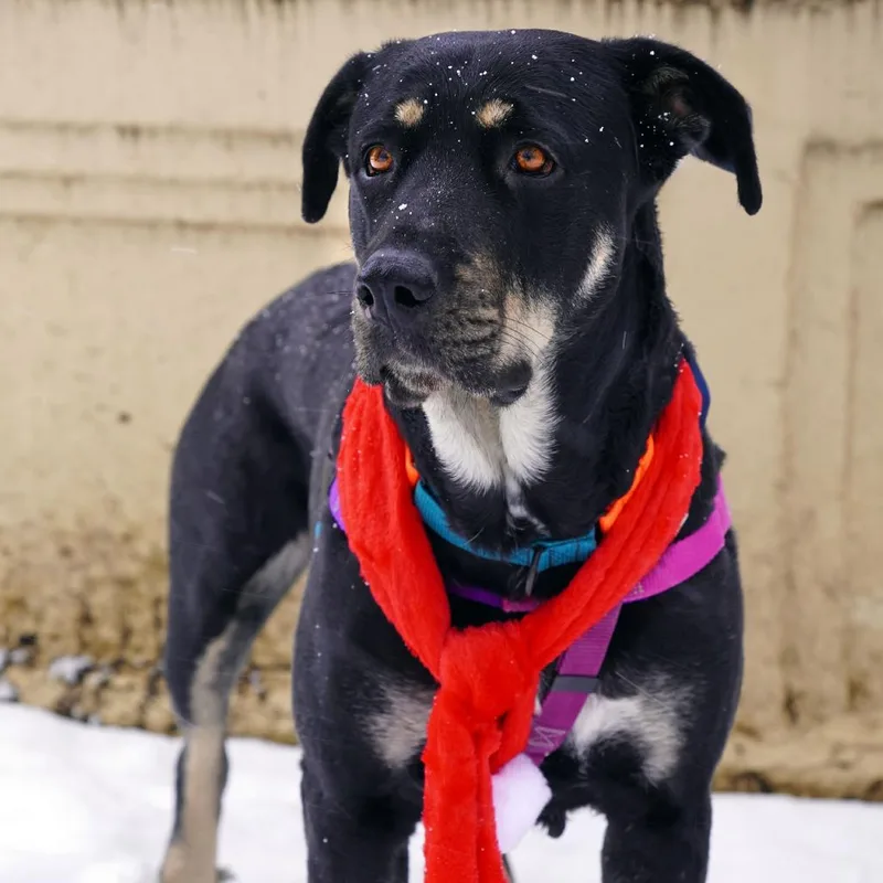 Nico Hischier thumbnail 3