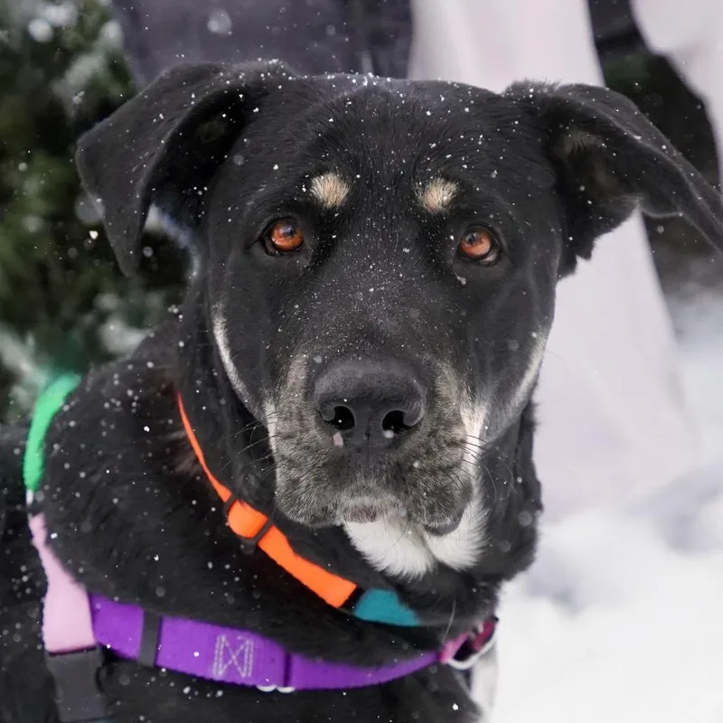 Nico Hischier thumbnail 5