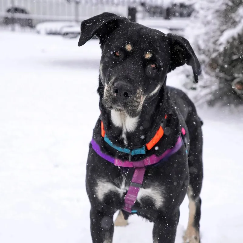 Nico Hischier thumbnail 6