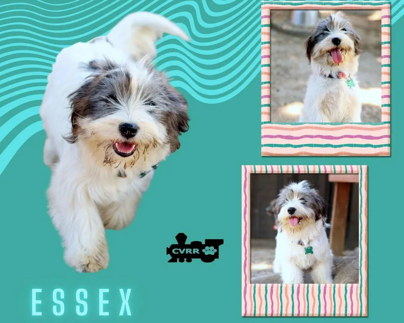 Essex
