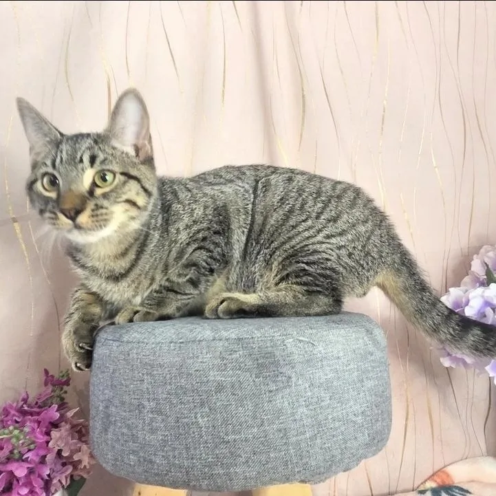 A baby medium-sized male Tabby (Gray / Blue / Silver) Domestic Short Hair cat named Ghost for adoption in Long Beach, MS