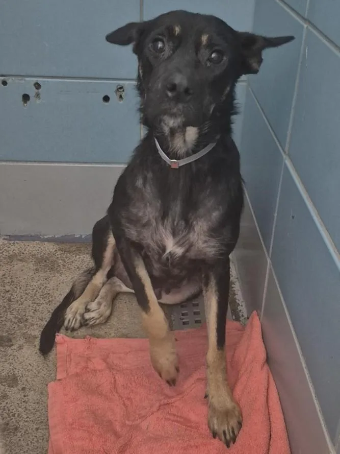 A young small-sized female German Shepherd Dog dog named Trinity for adoption in Houston, TX