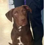 A young small-sized female Brown / Chocolate Chocolate Labrador Retriever dog named Kit Kat for adoption in St. Paul, MN