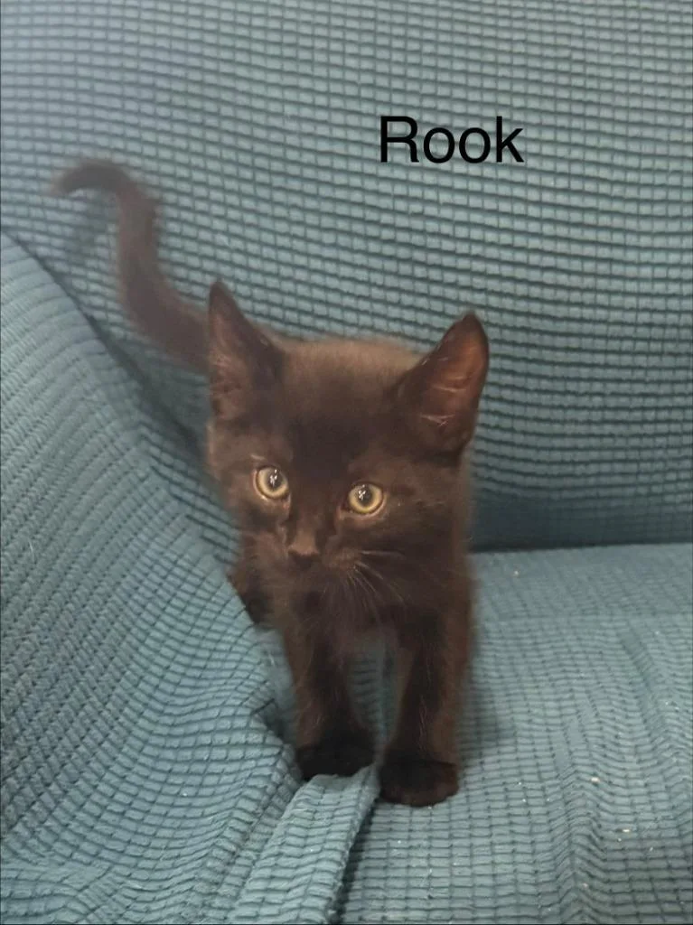 Rook