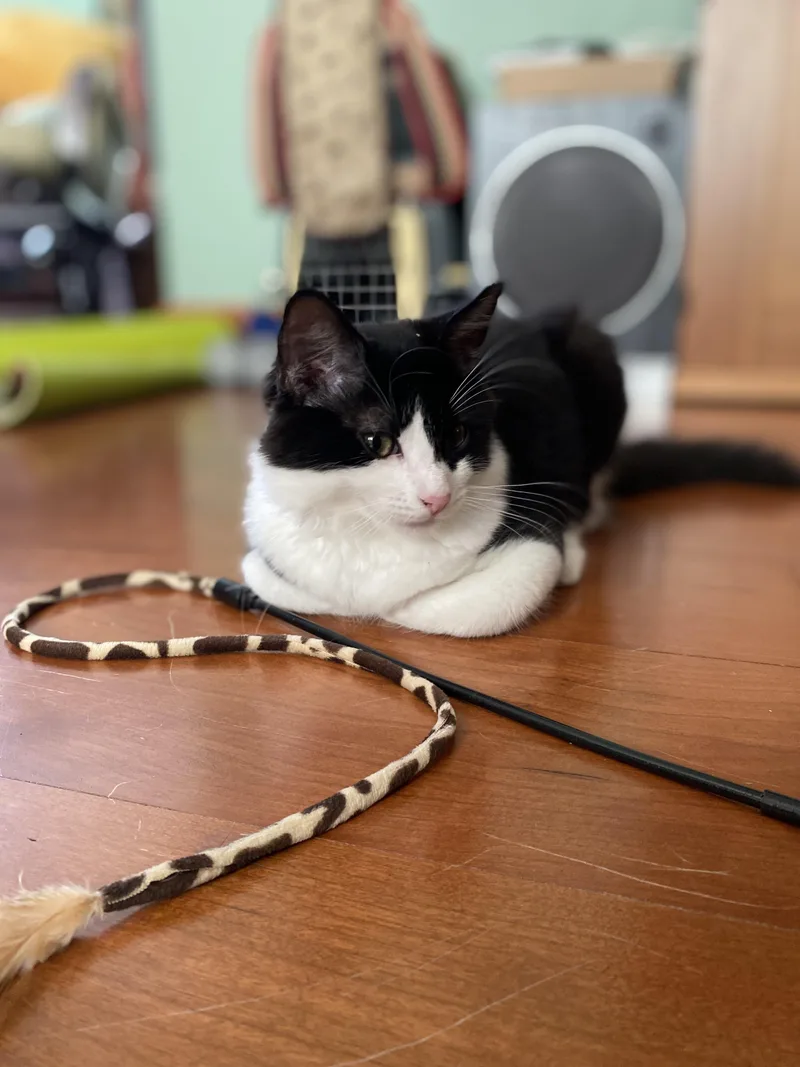 A baby medium-sized male Black Domestic Short Hair cat named Skunk for adoption in Freemansburg, PA