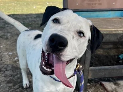 A young medium-sized female White / Cream Mixed Breed dog named Happy Feet for adoption in Georgetown, TX