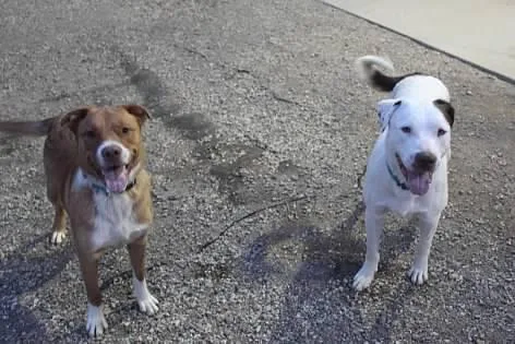 Chuckles thumbnail 2