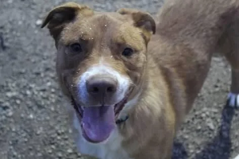 Chuckles thumbnail 3